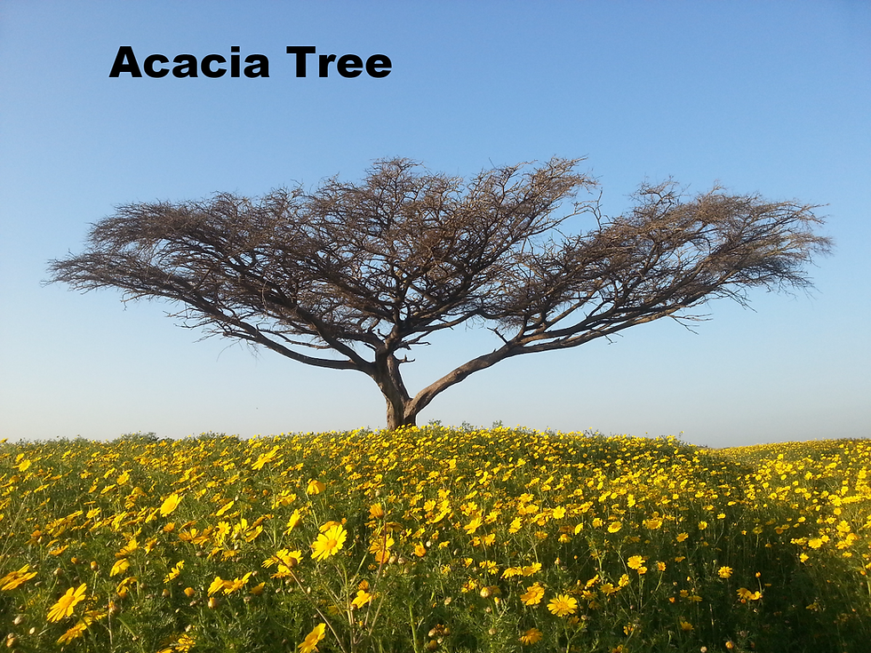 Acacia Tree