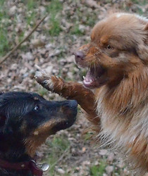 éducateur canin ; éducation canine ; éducation positive ; clicker ; clicker trainig ; pet sitting ; canin ; éducateur ; éducation ; chien ; chiot ; dressage ; comportementaliste ; comportement ; sortie ; balade ; reprise comportementale ; sport ; mordre ; morsure ; besoin ; propreté ; 63000 ; Clermont ferrant ; murol ; saint nectaire ; le Vernet sainte marguerite ; besse ; super besse ; puy de dôme ; auvergne ; cage ; laisse ;