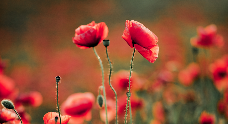 poppy-flowers-nature 1.png