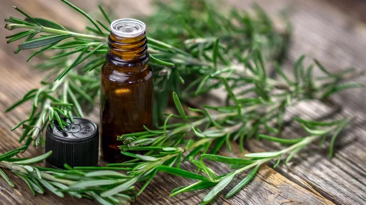Rosemary Cineole Essential Oil
