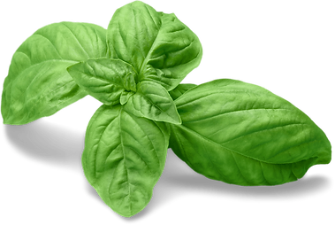 basil