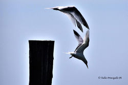 Comacchio e i Delta (41)