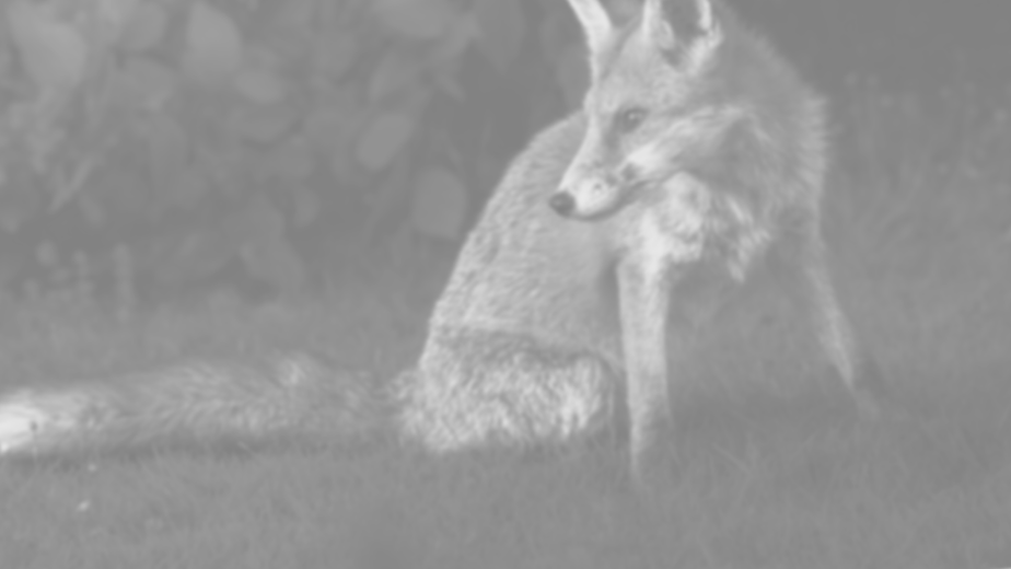 Photography Page Header - Wildlife.png