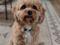 Goldendoodle sizing