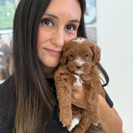 Are OFA’s and Genetics Important When Choosing a Goldendoodle Puppy?