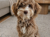 Temperament Traits That Can Be Shaped — And Traits That Tend To Stay Consistent In Dogs