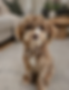 4DD5A8F7-F99B-411F-A527-94B273939FE6.PNG