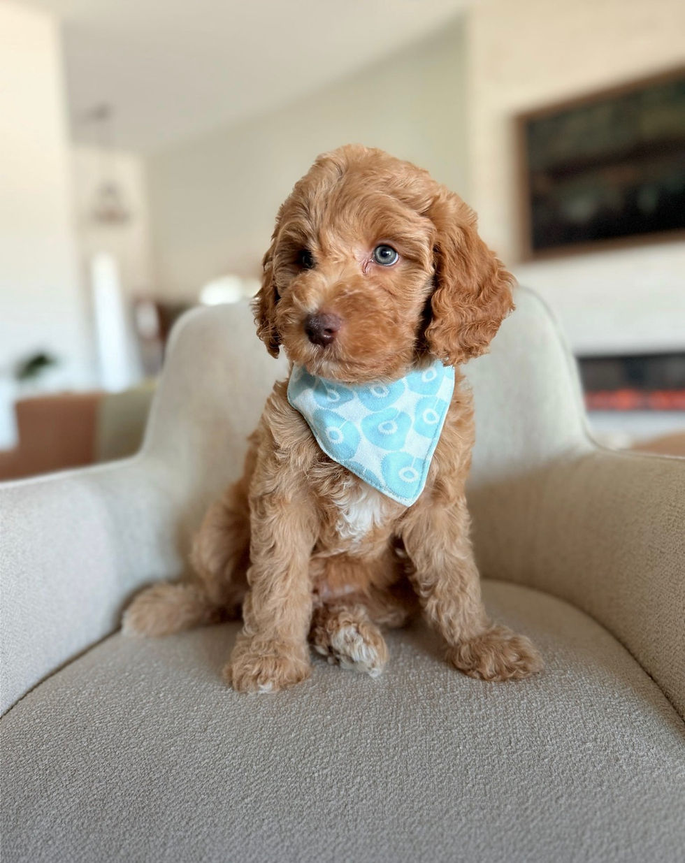 Male vs. Female Goldendoodles: Is One Really Better?