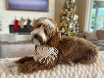 Teaching your Doodles to respect personal space!