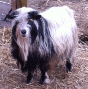 flying j prophecy.gif