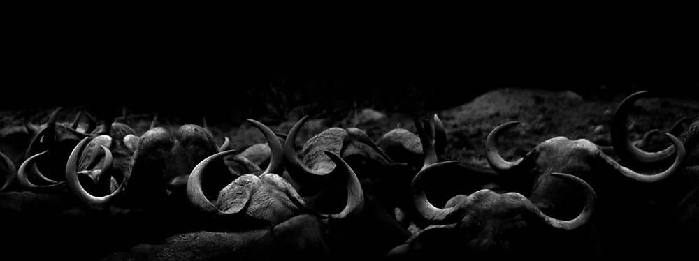 Buffalo Herd, Kruger National Park, South Africa