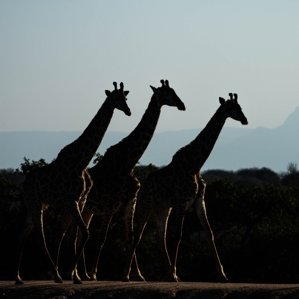 Giraffes, Kruger National Park, South Africa