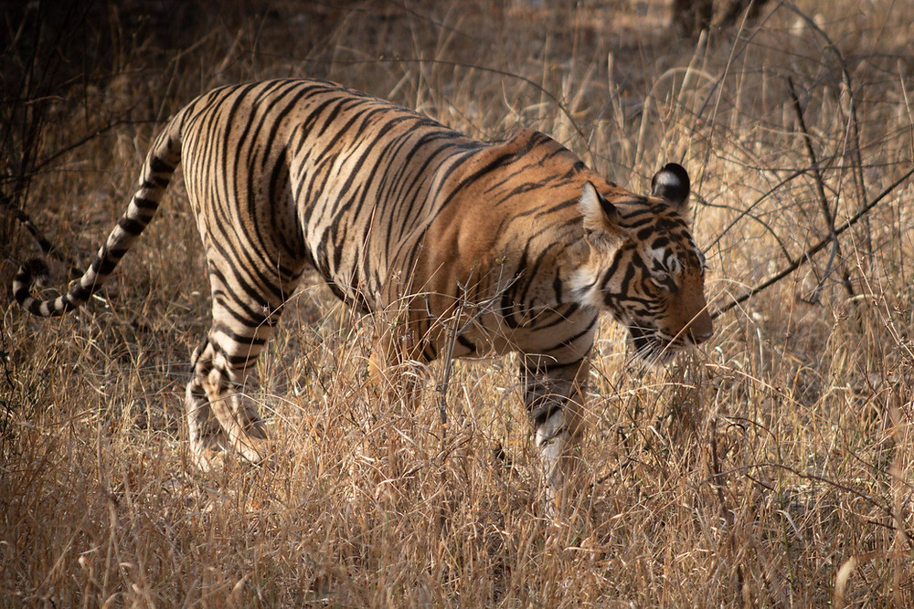 Bengal Tiger, Ranthambore, National Park, South Africa