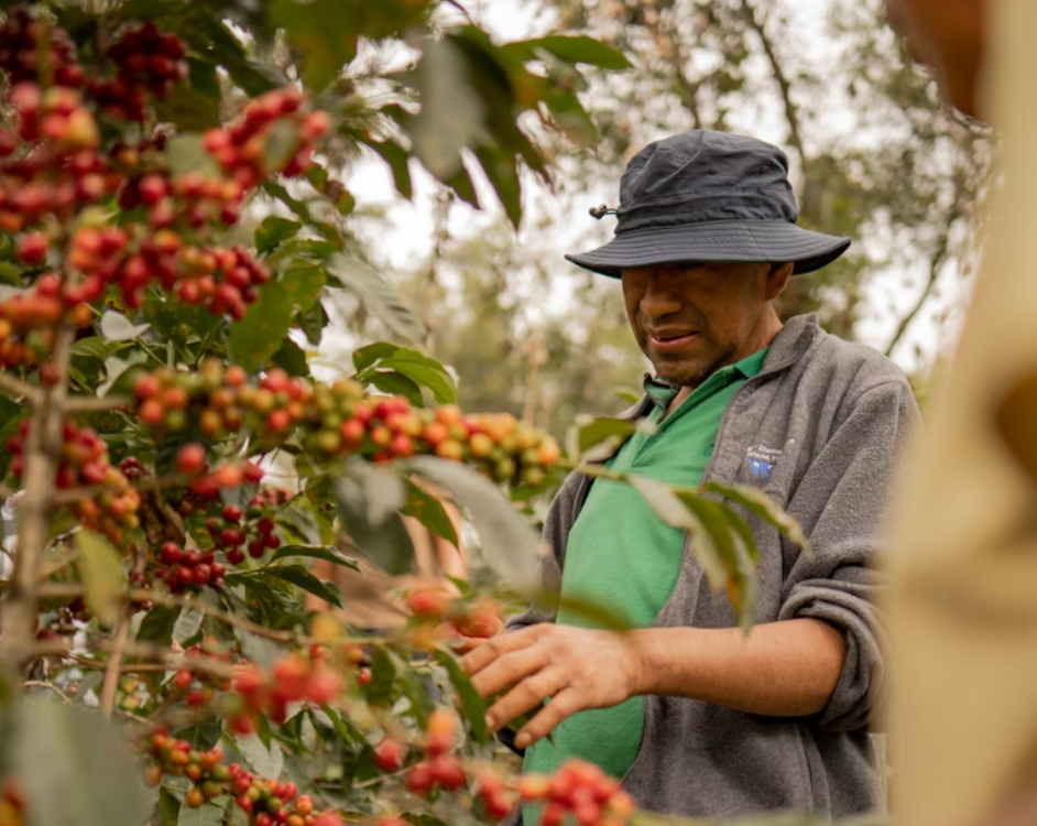 coffee farmer in guatemala inspecting coffee beans