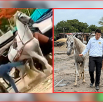 ¡Mohamed, el caballo pateado en #Cartagena por su propio cochero, ya está feliz!