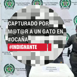 Capturado por m@t@r a un gato en #Ocaña