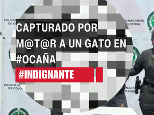 Capturado por m@t@r a un gato en #Ocaña