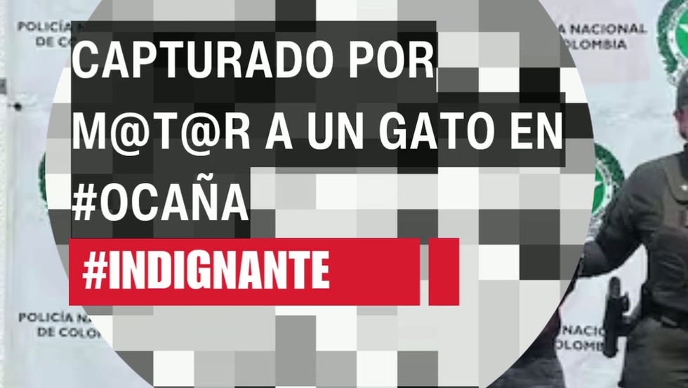 Capturado por m@t@r a un gato en #Ocaña