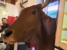 Cliente inesperado: una vaca irrumpe en un bar y sorprende a todos