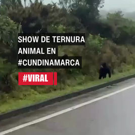 Show de ternura animal en #Cundinamarca