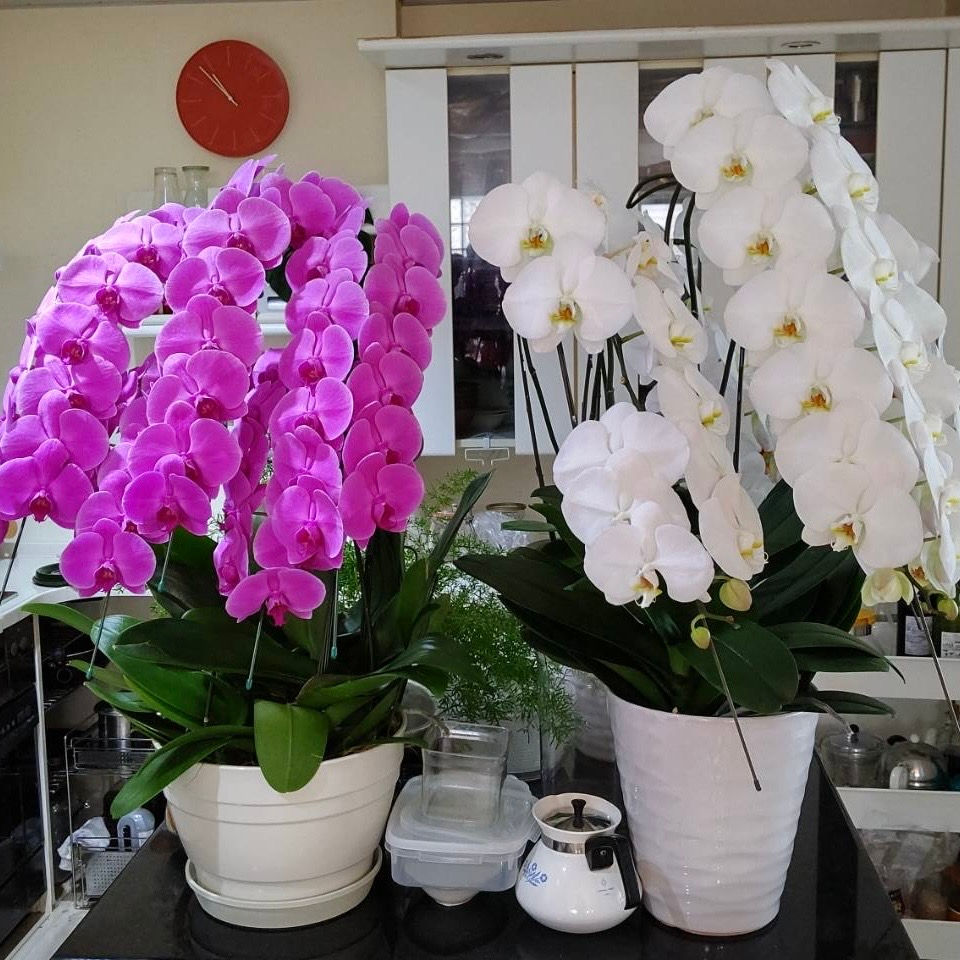 こ、こんな胡蝶蘭なんて