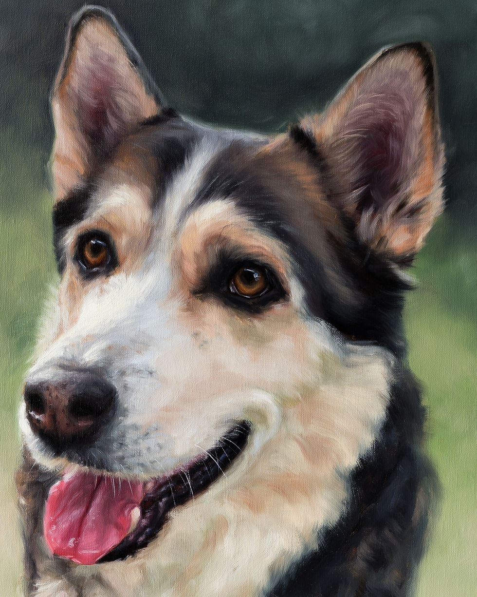Thumbnail: Dexter – Husky Cross Cattle Dog Custom Memorial Oil Portrait