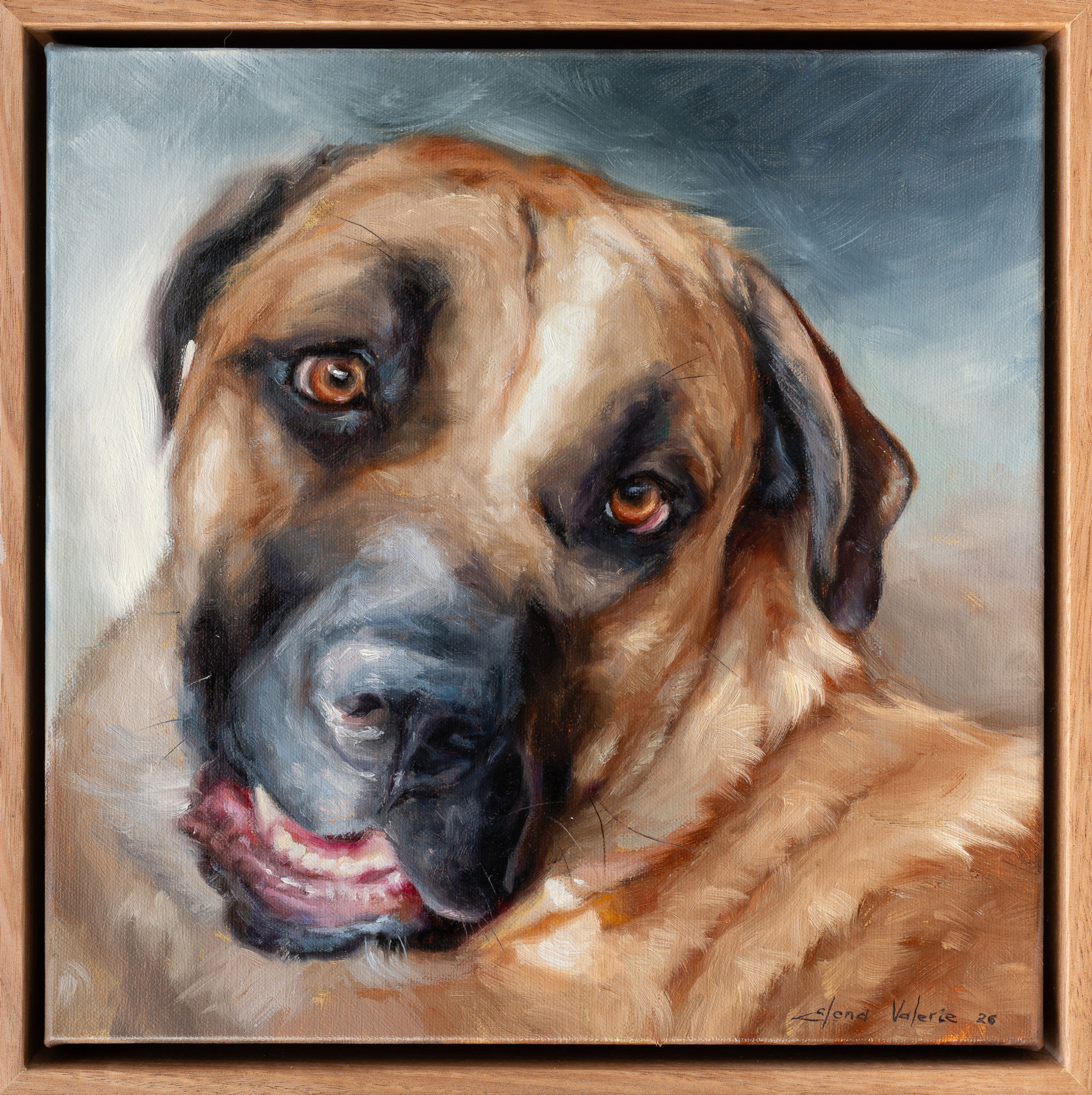 A traditional, custom oil painting of Phoebe, a beautiful French Mastiff cross American Bull Terrier. The intimate 30x30cm