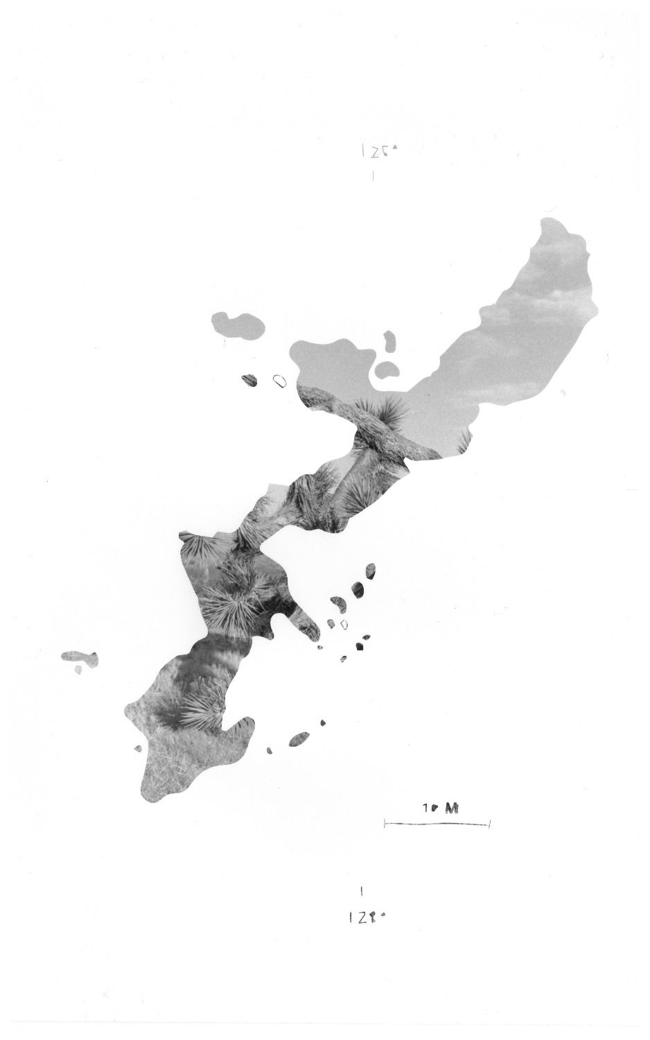 Okinaw Silver Gelatin Photogram Yucca Brivefolia