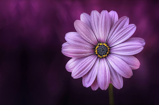 pexels-pixabay-36753.jpg