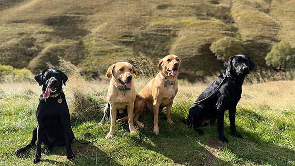 Jacobs Ladder with Hector, Wilson, Denver and Macy_edited.jpg