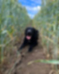 7F257CF5-8CE3-4999-8364-DEE870E95934.jpeg