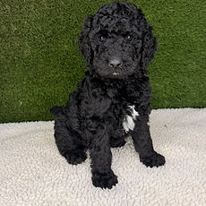 Standard Poodle