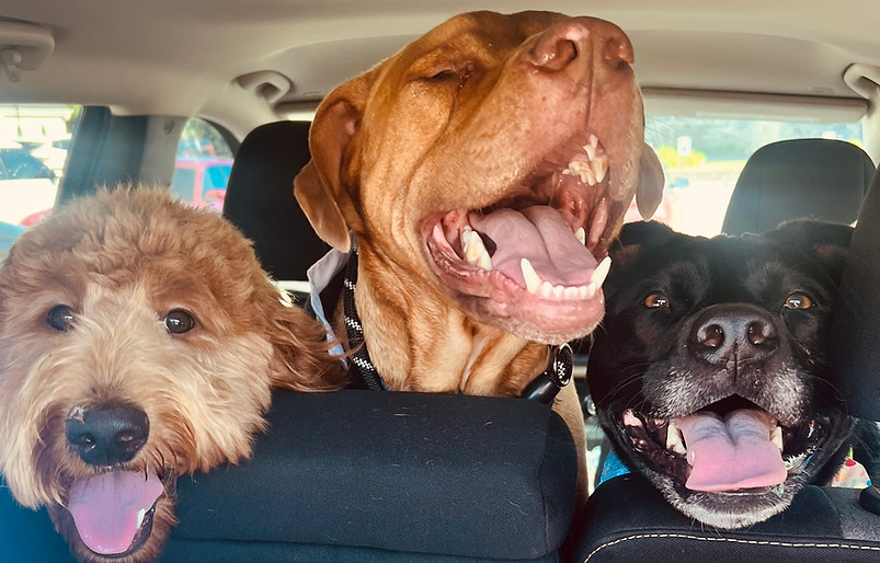 Dog daycare program near Norman OK with enrichment and socialization