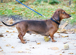 dachshund