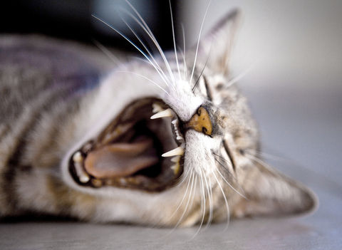 Teeth
