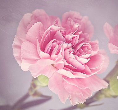 carnation-1323882_960_720.jpg
