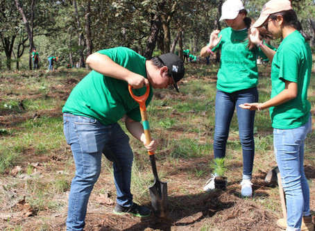 MAMB, plataforma que conecta bosques, comunidades, gobierno, academia y sector privado