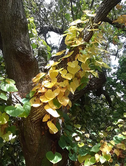 Grillet Tract (16).jpg