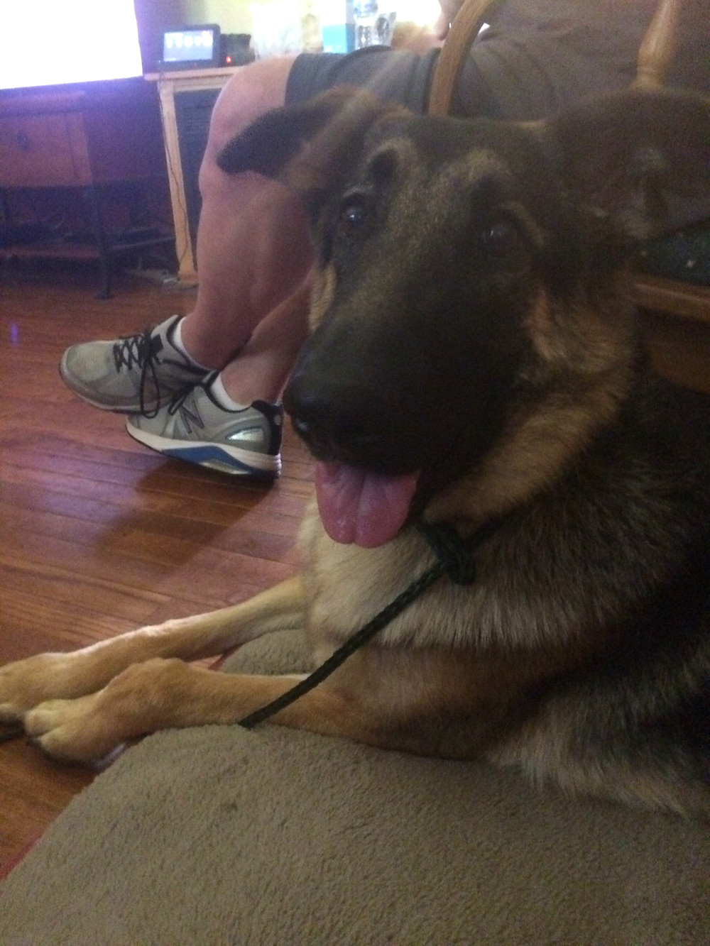 success story indiana dog whisperer preparing to adopt new fur babies Relaxing in down stay.JPGsuccess story indiana dog whisperer preparing to adopt new fur babies Relaxing in down stay