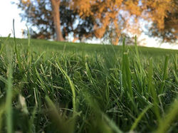 #photography #nature #trees #grass #arta