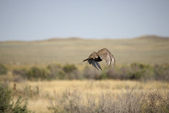 flyingbirdie.jpg