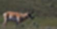 Antelop.jpg