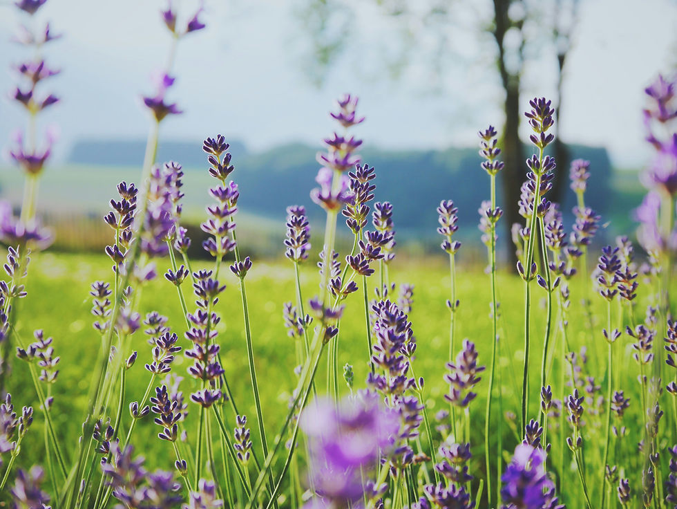 Lovely field of lavender, known for its calming and relaxing properties. Ideal essential oil for DIY all-natural deodorant and skincare.