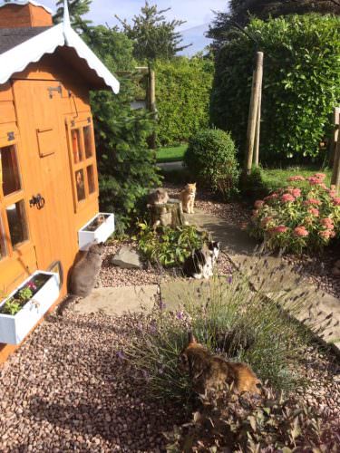 Shropshire cat rescues retirement village
