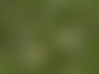 EU-Renaturierungsgesetz 2024