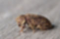 Xestobium_rufovillosum.JPG