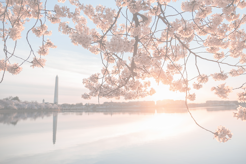 a beautiful view of the washington monument and cherry blossoms_edited.png