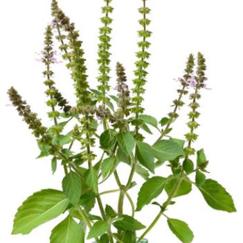 The Queen of the Herbs-Holy Basil: Stillness in Action