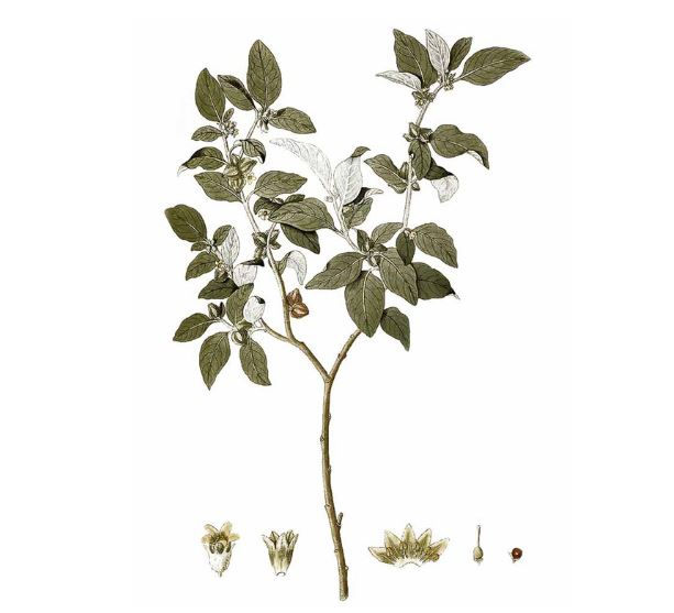 Illustration of the Ashwagandha plant (Withania somnifera), depicting its leaves, flowers, and fruit.