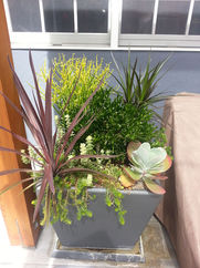planting bed 2.jpeg